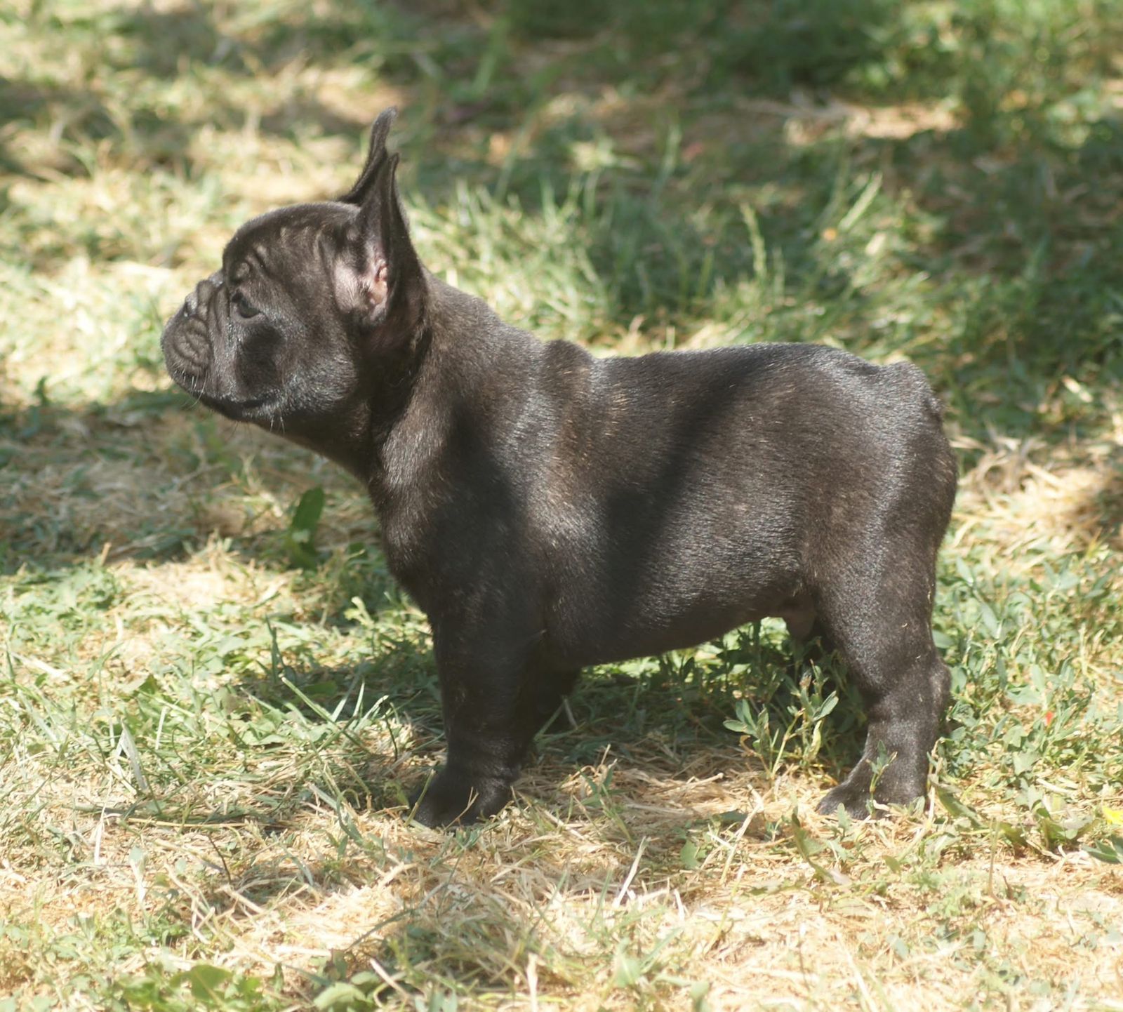 FRENCH BULLDOG puppies from NOIDA. Breeder: Suraj Tomar
